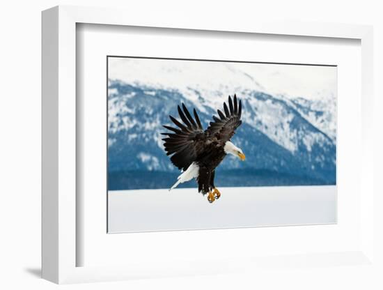 Flying Bald Eagle ( Haliaeetus Leucocephalus Washingtoniensis ) over Snow-Covered Mountains. Winter-Sergey Uryadnikov-Framed Photographic Print