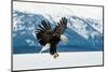 Flying Bald Eagle ( Haliaeetus Leucocephalus Washingtoniensis ) over Snow-Covered Mountains. Winter-Sergey Uryadnikov-Mounted Photographic Print