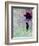 Flying Balloon Girl-Banksy-Framed Giclee Print