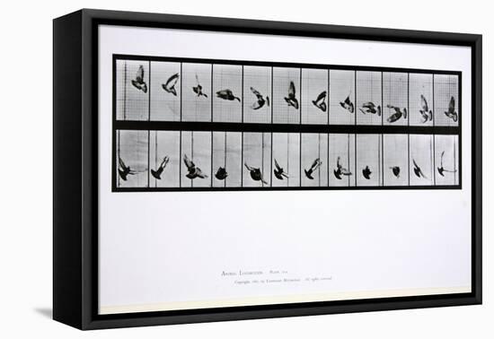 Flying Bird, Plate 756 from 'Animal Locomotion', 1887-Eadweard Muybridge-Framed Premier Image Canvas