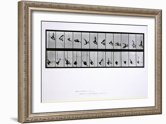 Flying Bird, Plate 756 from 'Animal Locomotion', 1887-Eadweard Muybridge-Framed Giclee Print