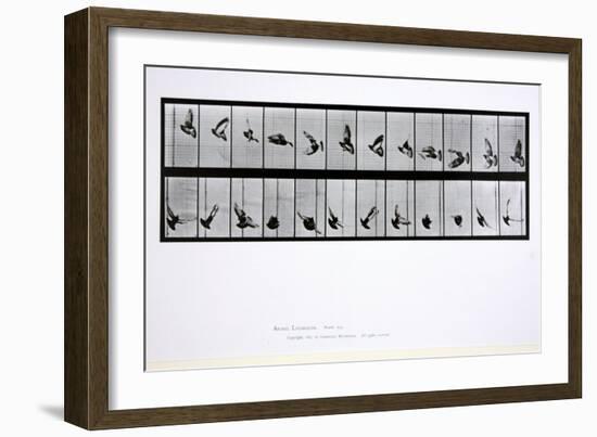 Flying Bird, Plate 756 from 'Animal Locomotion', 1887-Eadweard Muybridge-Framed Giclee Print