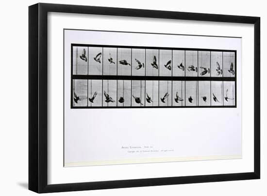 Flying Bird, Plate 756 from 'Animal Locomotion', 1887-Eadweard Muybridge-Framed Giclee Print