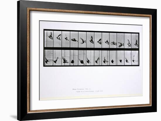 Flying Bird, Plate 756 from 'Animal Locomotion', 1887-Eadweard Muybridge-Framed Giclee Print