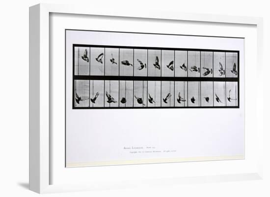 Flying Bird, Plate 756 from 'Animal Locomotion', 1887-Eadweard Muybridge-Framed Giclee Print