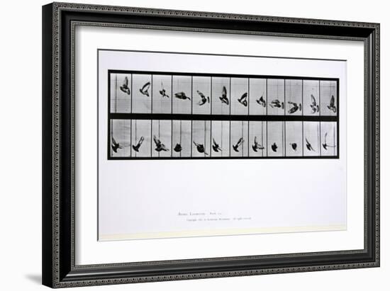 Flying Bird, Plate 756 from 'Animal Locomotion', 1887-Eadweard Muybridge-Framed Giclee Print