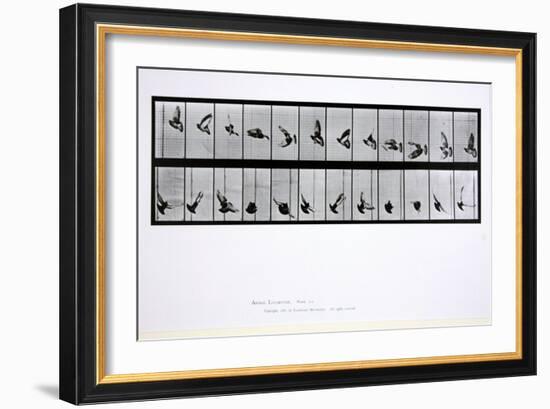 Flying Bird, Plate 756 from 'Animal Locomotion', 1887-Eadweard Muybridge-Framed Giclee Print