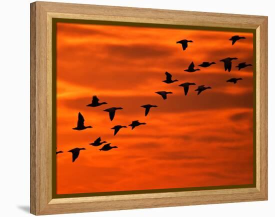 Flying Birds Silhouette, Cape May, New Jersey, USA-Jay O'brien-Framed Premier Image Canvas
