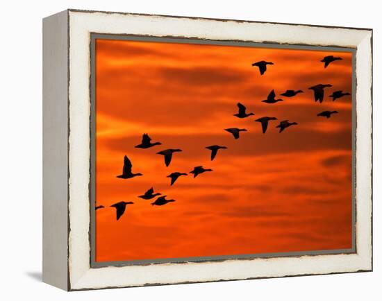 Flying Birds Silhouette, Cape May, New Jersey, USA-Jay O'brien-Framed Premier Image Canvas