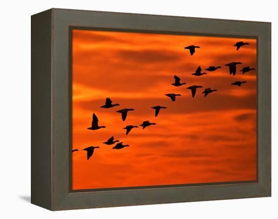 Flying Birds Silhouette, Cape May, New Jersey, USA-Jay O'brien-Framed Premier Image Canvas