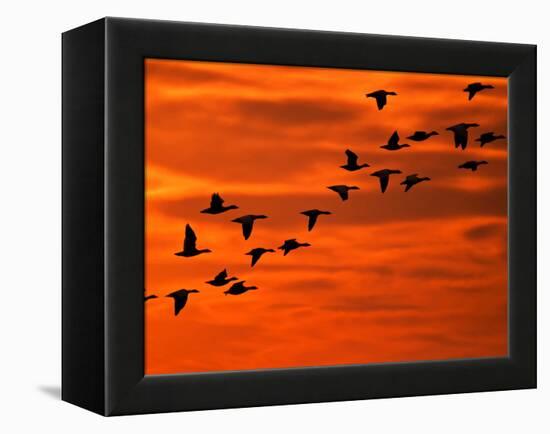 Flying Birds Silhouette, Cape May, New Jersey, USA-Jay O'brien-Framed Premier Image Canvas