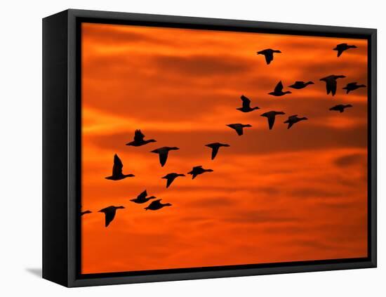 Flying Birds Silhouette, Cape May, New Jersey, USA-Jay O'brien-Framed Premier Image Canvas