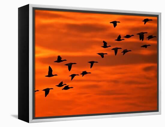 Flying Birds Silhouette, Cape May, New Jersey, USA-Jay O'brien-Framed Premier Image Canvas