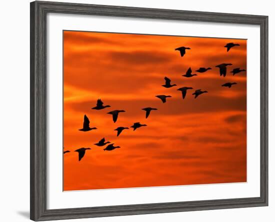 Flying Birds Silhouette, Cape May, New Jersey, USA-Jay O'brien-Framed Photographic Print