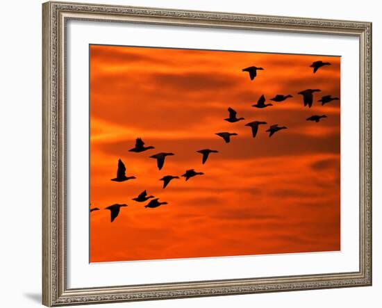 Flying Birds Silhouette, Cape May, New Jersey, USA-Jay O'brien-Framed Photographic Print