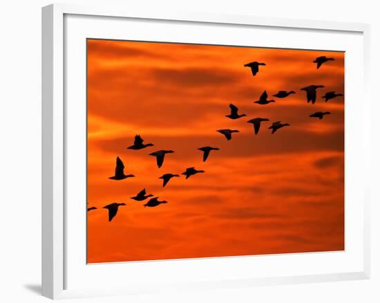 Flying Birds Silhouette, Cape May, New Jersey, USA-Jay O'brien-Framed Photographic Print