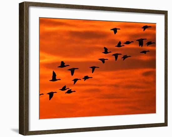 Flying Birds Silhouette, Cape May, New Jersey, USA-Jay O'brien-Framed Photographic Print