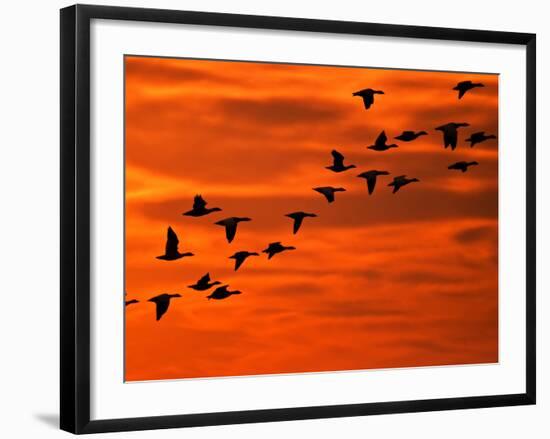 Flying Birds Silhouette, Cape May, New Jersey, USA-Jay O'brien-Framed Photographic Print