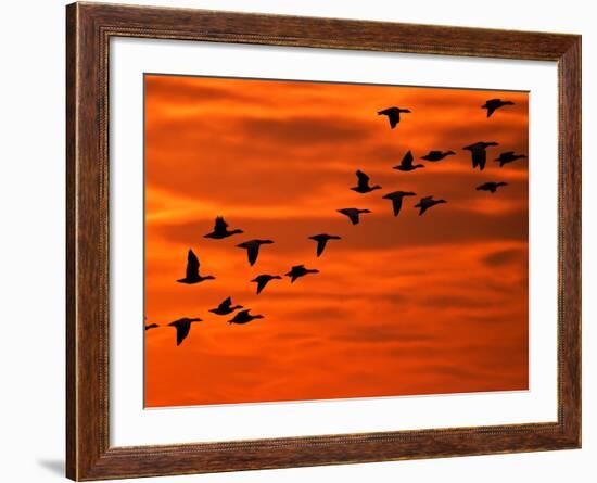 Flying Birds Silhouette, Cape May, New Jersey, USA-Jay O'brien-Framed Photographic Print