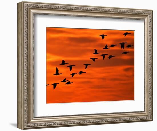 Flying Birds Silhouette, Cape May, New Jersey, USA-Jay O'brien-Framed Photographic Print