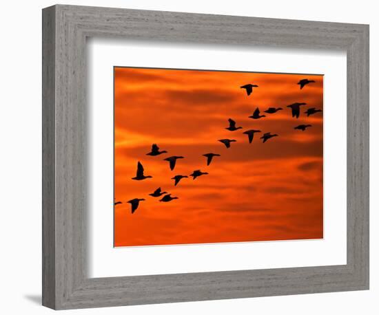 Flying Birds Silhouette, Cape May, New Jersey, USA-Jay O'brien-Framed Photographic Print