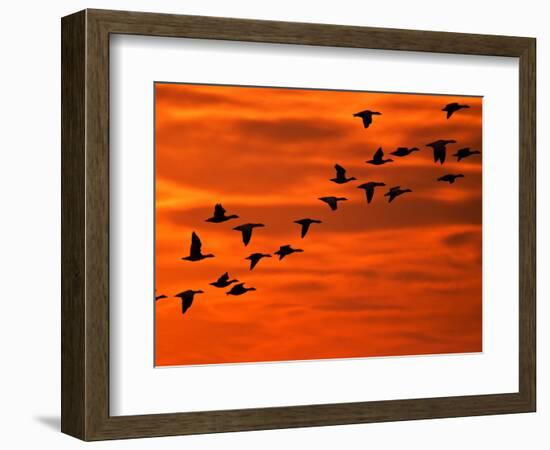 Flying Birds Silhouette, Cape May, New Jersey, USA-Jay O'brien-Framed Photographic Print