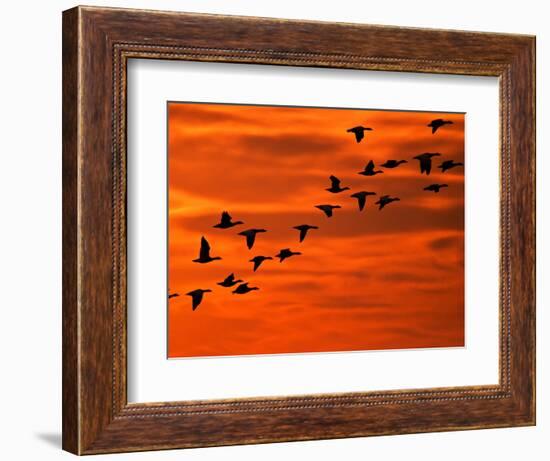 Flying Birds Silhouette, Cape May, New Jersey, USA-Jay O'brien-Framed Photographic Print