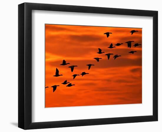 Flying Birds Silhouette, Cape May, New Jersey, USA-Jay O'brien-Framed Photographic Print