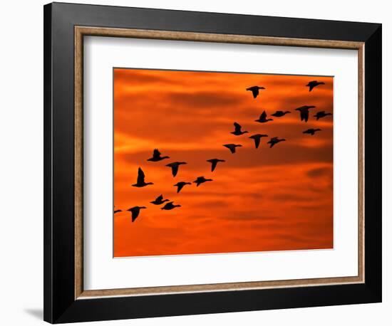 Flying Birds Silhouette, Cape May, New Jersey, USA-Jay O'brien-Framed Photographic Print