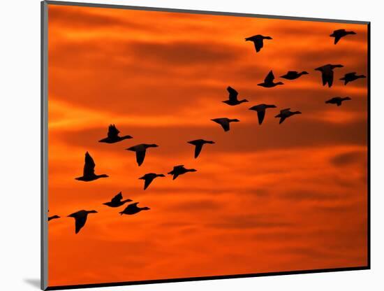 Flying Birds Silhouette, Cape May, New Jersey, USA-Jay O'brien-Mounted Photographic Print