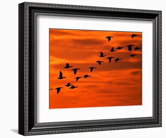 Flying Birds Silhouette, Cape May, New Jersey, USA-Jay O'brien-Framed Photographic Print