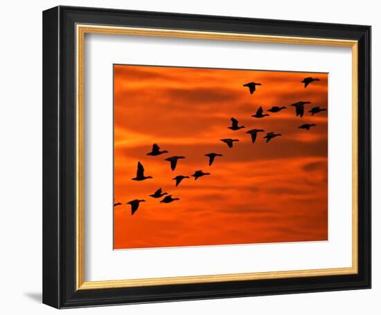 Flying Birds Silhouette, Cape May, New Jersey, USA-Jay O'brien-Framed Photographic Print