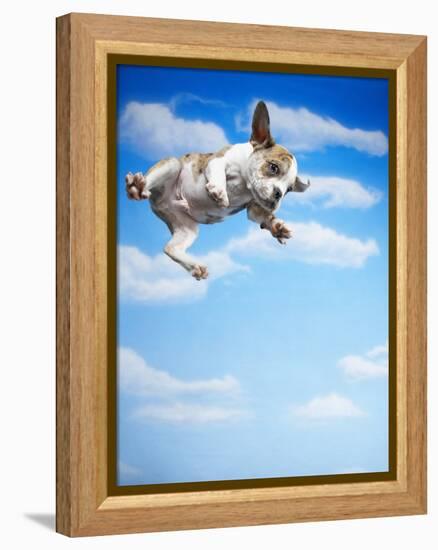 Flying Bulldog Puppy-Lew Robertson-Framed Premier Image Canvas
