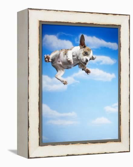 Flying Bulldog Puppy-Lew Robertson-Framed Premier Image Canvas