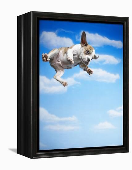 Flying Bulldog Puppy-Lew Robertson-Framed Premier Image Canvas