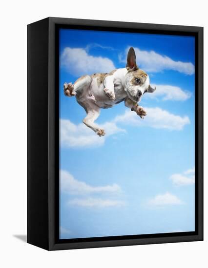 Flying Bulldog Puppy-Lew Robertson-Framed Premier Image Canvas