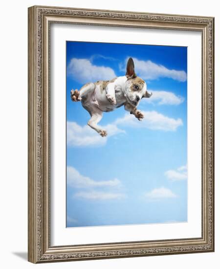 Flying Bulldog Puppy-Lew Robertson-Framed Photographic Print