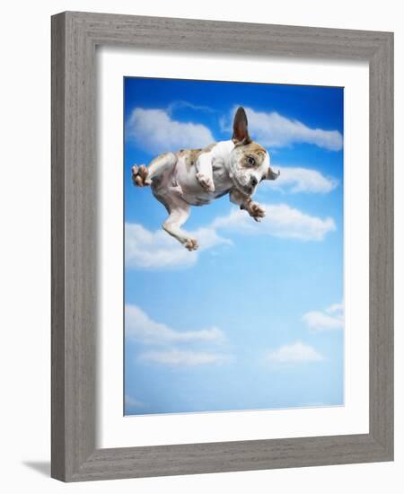 Flying Bulldog Puppy-Lew Robertson-Framed Photographic Print