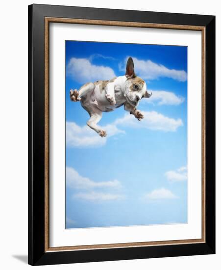 Flying Bulldog Puppy-Lew Robertson-Framed Photographic Print