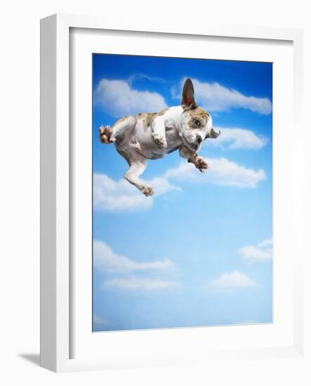 Flying Bulldog Puppy-Lew Robertson-Framed Photographic Print