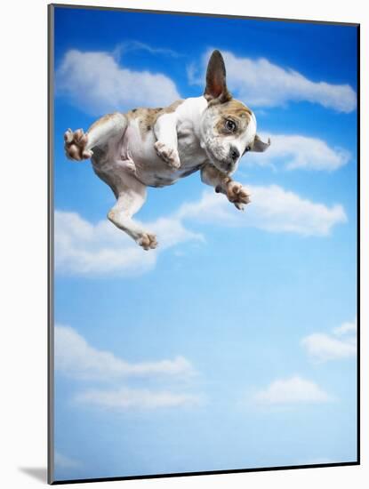 Flying Bulldog Puppy-Lew Robertson-Mounted Photographic Print