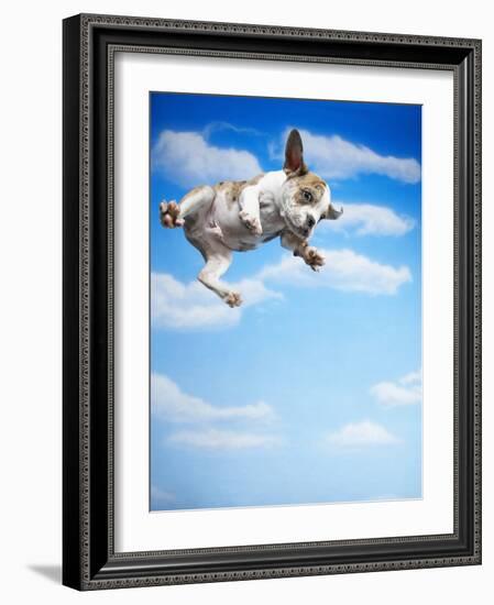 Flying Bulldog Puppy-Lew Robertson-Framed Photographic Print