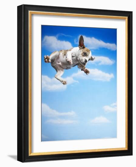 Flying Bulldog Puppy-Lew Robertson-Framed Photographic Print