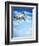 Flying Bulldog Puppy-Lew Robertson-Framed Photographic Print