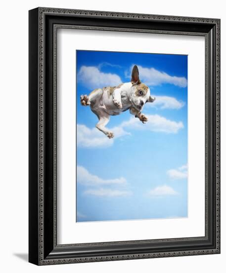 Flying Bulldog Puppy-Lew Robertson-Framed Photographic Print