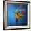 Flying Colours-Sulaiman Almawash-Framed Photographic Print