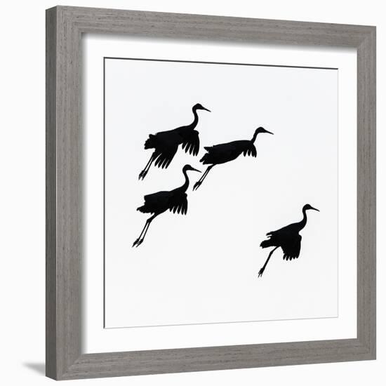 Flying cranes against sky, Socorro, New Mexico, USA-Panoramic Images-Framed Photographic Print