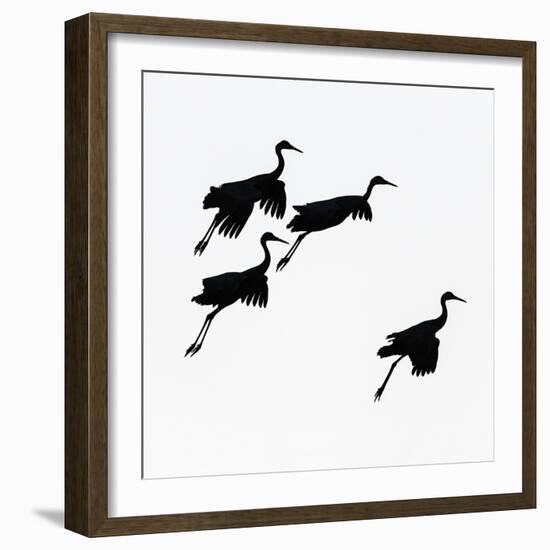 Flying cranes against sky, Socorro, New Mexico, USA-Panoramic Images-Framed Photographic Print