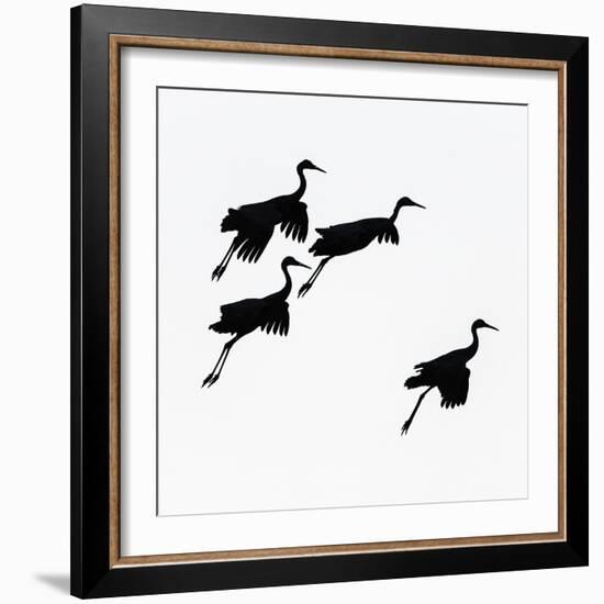 Flying cranes against sky, Socorro, New Mexico, USA-Panoramic Images-Framed Photographic Print