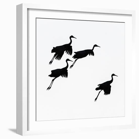 Flying cranes against sky, Socorro, New Mexico, USA-Panoramic Images-Framed Photographic Print